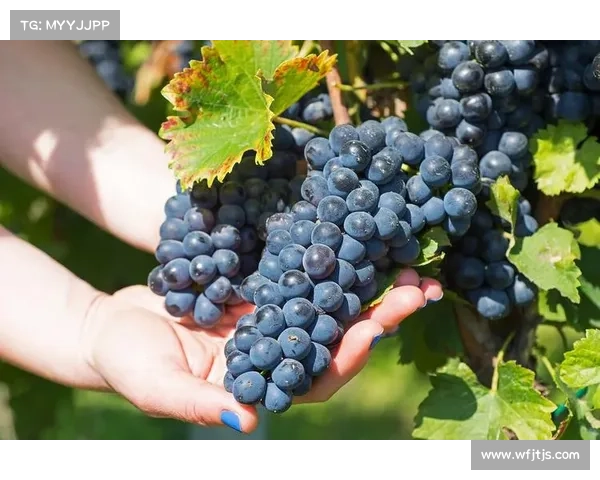 如何科学养护高地红石榴确保丰收与优质果实的最佳方法