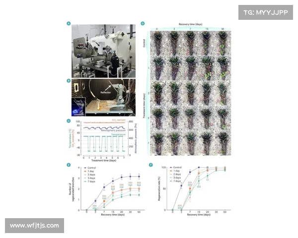 卷帘绿魔的魅力与生态价值全方位剖析及科学养护技巧